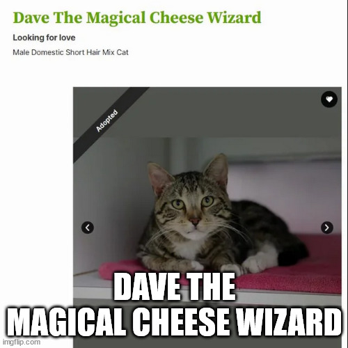 cheese wizard | DAVE THE MAGICAL CHEESE WIZARD | image tagged in memes,cat | made w/ Imgflip meme maker