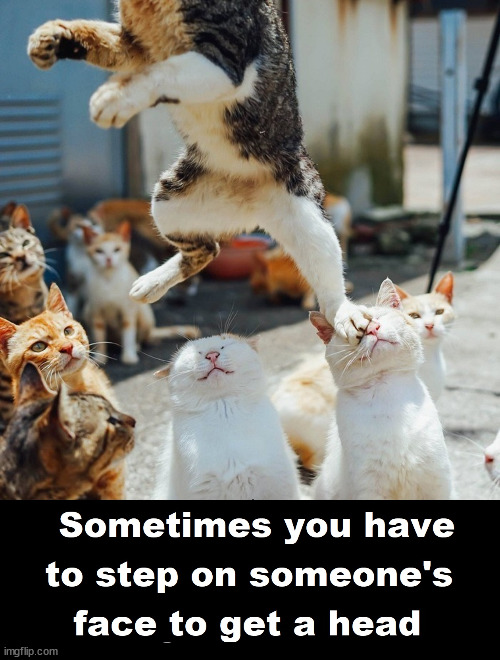 Catapult to Success | image tagged in funny memes,cats,fun | made w/ Imgflip meme maker