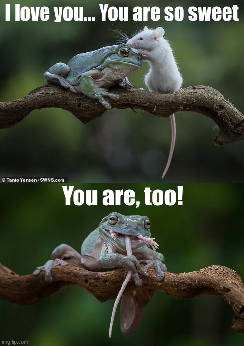 HERE COMES THE CRAZY FROOOOG | I love you... You are so sweet; You are, too! | image tagged in frog,mouse,mean,dark humor,froggy | made w/ Imgflip meme maker