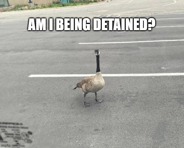Am I being detained? | AM I BEING DETAINED? | image tagged in cops,police,am i being detained | made w/ Imgflip meme maker