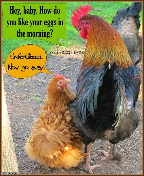 The Cock of the Walk get dressed down | image tagged in vince vance,roosters,chickens,fertilized,eggs,memes | made w/ Imgflip meme maker