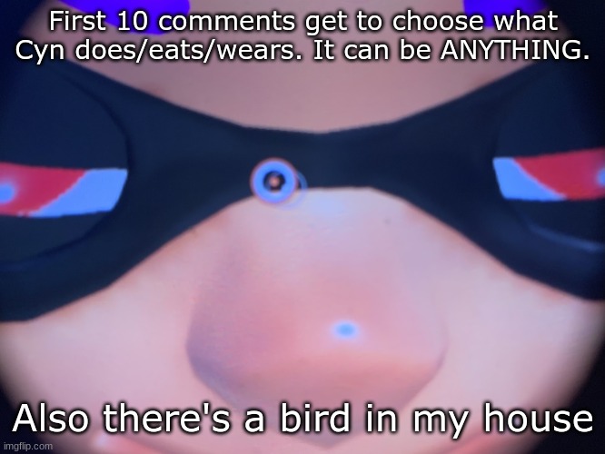 That bird looks like rlly good inspiration for a new oc lol | First 10 comments get to choose what Cyn does/eats/wears. It can be ANYTHING. Also there's a bird in my house | image tagged in meep | made w/ Imgflip meme maker