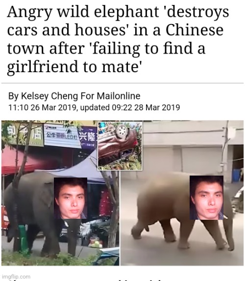 incelephant: the Elephant Rodgers story | image tagged in incel,virgin | made w/ Imgflip meme maker