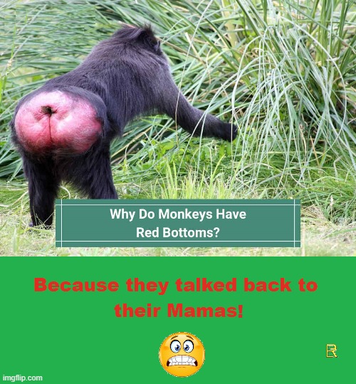 Monkey Butt | image tagged in humor | made w/ Imgflip meme maker