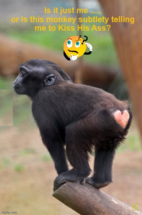 Rude Monkey? | image tagged in humor,monkey | made w/ Imgflip meme maker