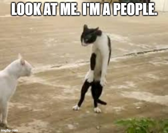 memes by Brad - cat walking upright - humor | LOOK AT ME. I'M A PEOPLE. | image tagged in funny,cats,funny cats,cute kittens,kitten,humor | made w/ Imgflip meme maker