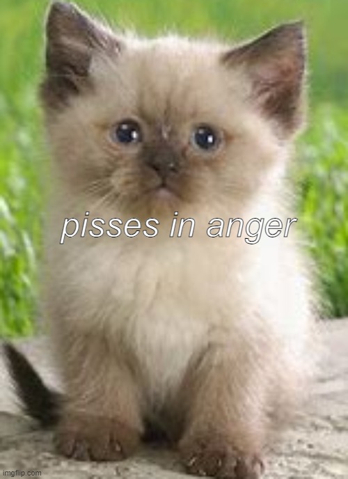 Cat | pisses in anger | image tagged in cat | made w/ Imgflip meme maker