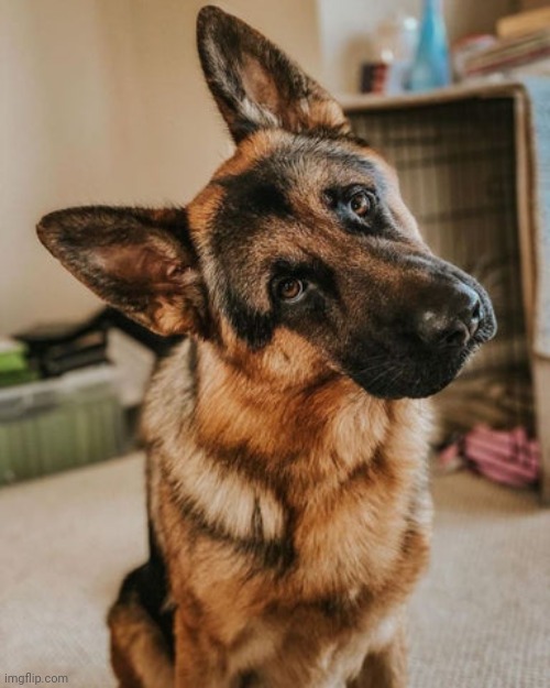 GSD Head Tilt | image tagged in gsd head tilt | made w/ Imgflip meme maker