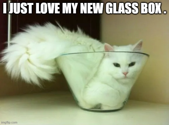 memes by Brad - cats love glass boxes - humor | I JUST LOVE MY NEW GLASS BOX . | image tagged in funny,cats,funny cat memes,cute kittens,kitten,humor | made w/ Imgflip meme maker