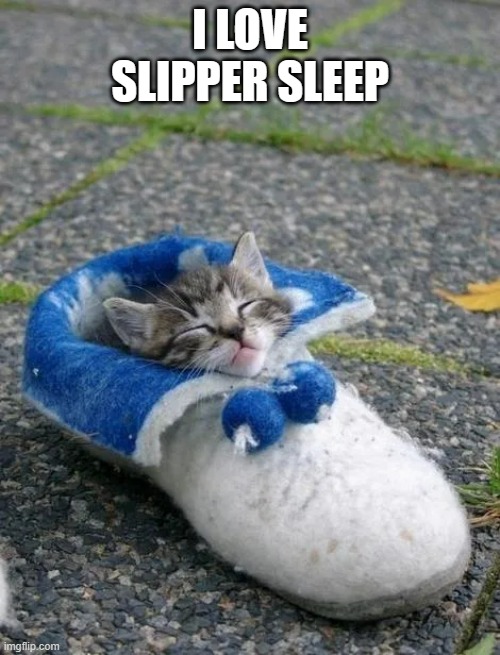 memes by Brad - kitten sleeping in slipper | I LOVE SLIPPER SLEEP | image tagged in funny,cats,funny cat memes,cute kitten,kittens,humor | made w/ Imgflip meme maker