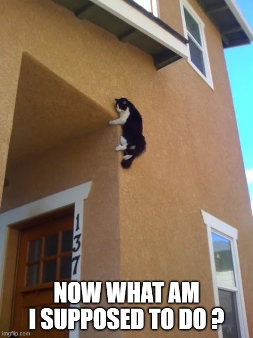 meme by Brad - cat climbing a wall - humor | NOW WHAT AM I SUPPOSED TO DO ? | image tagged in funny,cats,funny cat memes,kitten,cute kittens,humor | made w/ Imgflip meme maker