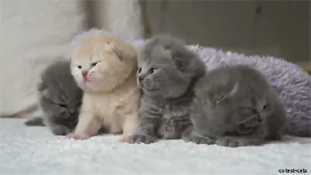 Four Kittens Cute Blank Meme Template