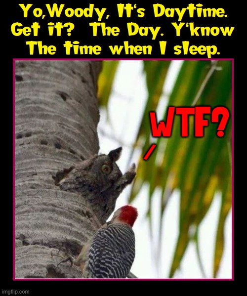 Sorry, but this is the best piece of Ash I've ever stuck my pecker in! | WTF? / | image tagged in vince vance,owl,birds,woodpecker,sleep,memes | made w/ Imgflip meme maker