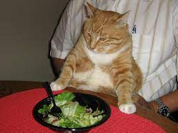 High Quality Salad cat Blank Meme Template