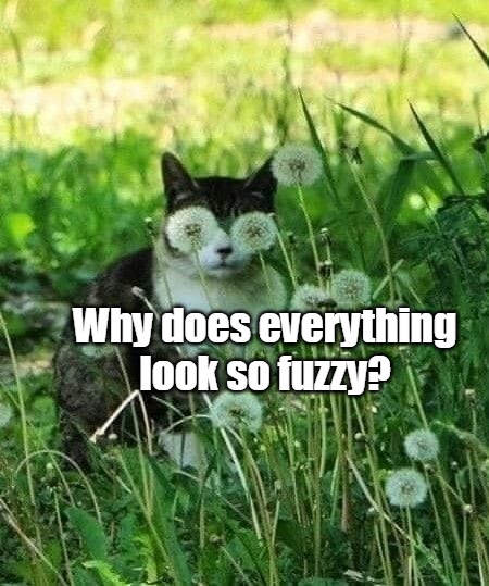 Why does everything look so fuzzy? | image tagged in meme,memes,funny,cat,cats | made w/ Imgflip meme maker