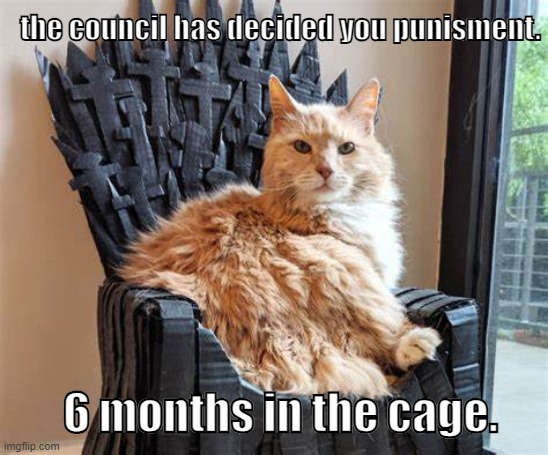 cat on throne | the council has decided you punisment. 6 months in the cage. | image tagged in cat on throne | made w/ Imgflip meme maker