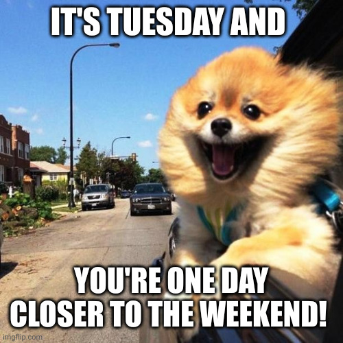 Only 4 days left! | IT'S TUESDAY AND; YOU'RE ONE DAY CLOSER TO THE WEEKEND! | image tagged in happy dog,weekend,dogs,work week,tuesday,memes | made w/ Imgflip meme maker