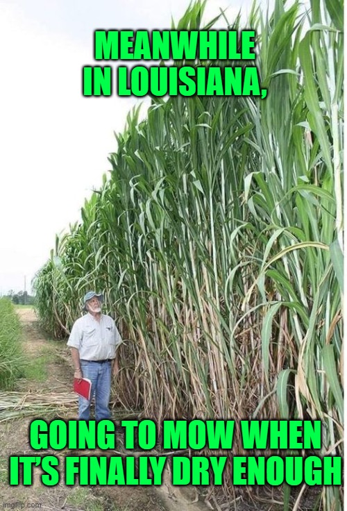 MEANWHILE IN LOUISIANA  GOING TO MOW WHEN IT'S DRY ENOUGH | MEANWHILE IN LOUISIANA, GOING TO MOW WHEN IT’S FINALLY DRY ENOUGH | image tagged in mowing | made w/ Imgflip meme maker