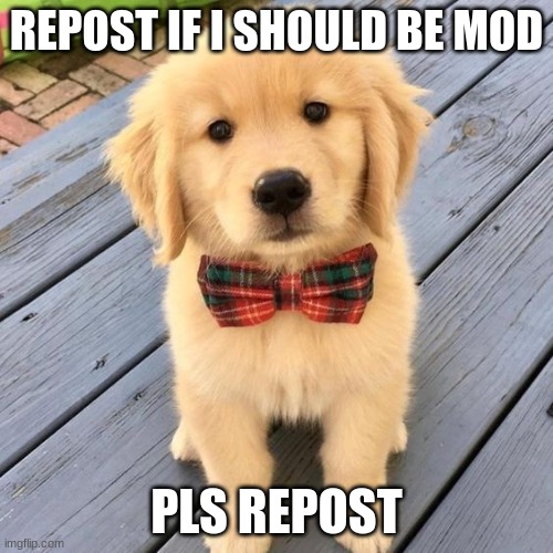 hello | REPOST IF I SHOULD BE MOD; PLS REPOST | image tagged in hello | made w/ Imgflip meme maker