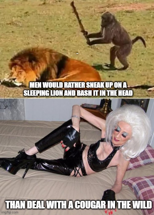 LYLE; MEN WOULD RATHER SNEAK UP ON A SLEEPING LION AND BASH IT IN THE HEAD; THAN DEAL WITH A COUGAR IN THE WILD | image tagged in monkey lion,old cougar | made w/ Imgflip meme maker