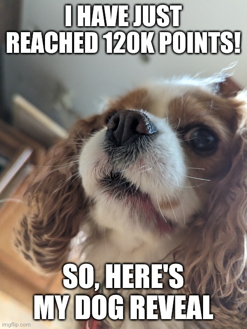 Yeah she's funny | I HAVE JUST REACHED 120K POINTS! SO, HERE'S MY DOG REVEAL | image tagged in dog | made w/ Imgflip meme maker