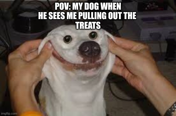 dog treats | POV: MY DOG WHEN
HE SEES ME PULLING OUT THE 
TREATS | image tagged in doge | made w/ Imgflip meme maker