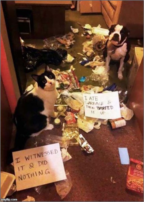 Dog Shaming ! | image tagged in dogs,shaming,destruction,cat | made w/ Imgflip meme maker