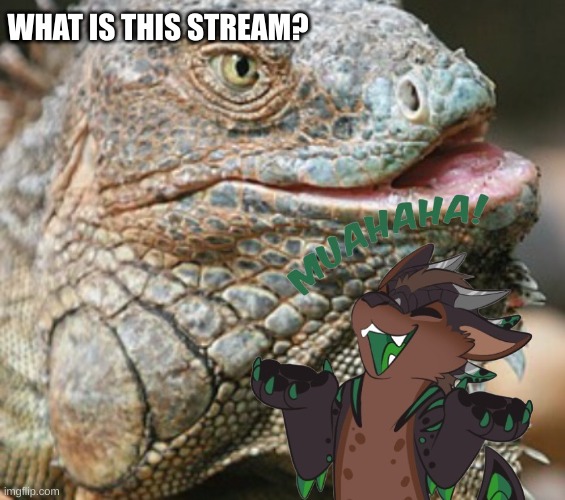 Iguana | WHAT IS THIS STREAM? | image tagged in iguana | made w/ Imgflip meme maker