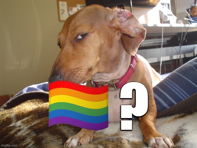 Suspicious Dog | ? | image tagged in suspicious dog | made w/ Imgflip meme maker