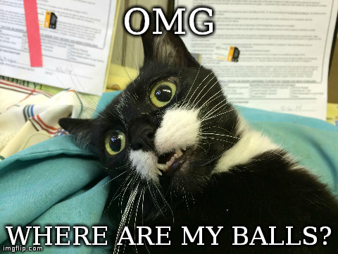OMG WHERE ARE MY BALLS? | made w/ Imgflip meme maker