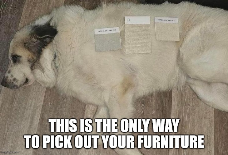 This is the only way to pick out your furniture,, | THIS IS THE ONLY WAY TO PICK OUT YOUR FURNITURE | image tagged in dog,dogs | made w/ Imgflip meme maker