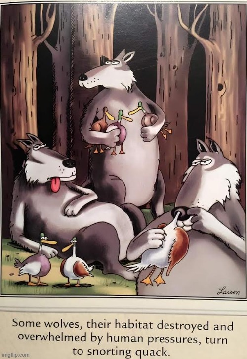 "It's better'n being eaten," said one resigned mallard | image tagged in vince vance,wolves,cartoons,the far side,snorting,ducks | made w/ Imgflip meme maker