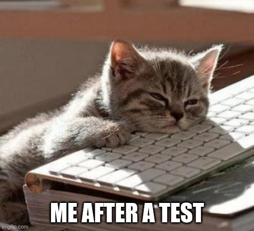 test hate | ME AFTER A TEST | image tagged in tired cat | made w/ Imgflip meme maker