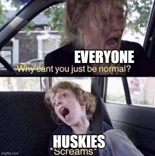 huskies | EVERYONE; HUSKIES | image tagged in why can't you just be normal | made w/ Imgflip meme maker