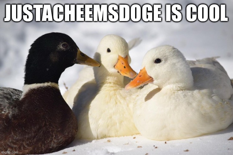 Dunkin Ducks | JUSTACHEEMSDOGE IS COOL | image tagged in dunkin ducks | made w/ Imgflip meme maker