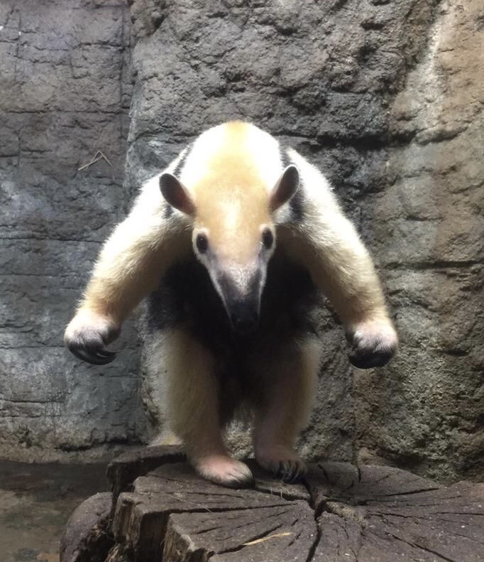 Aggressively sportive anteater Blank Meme Template