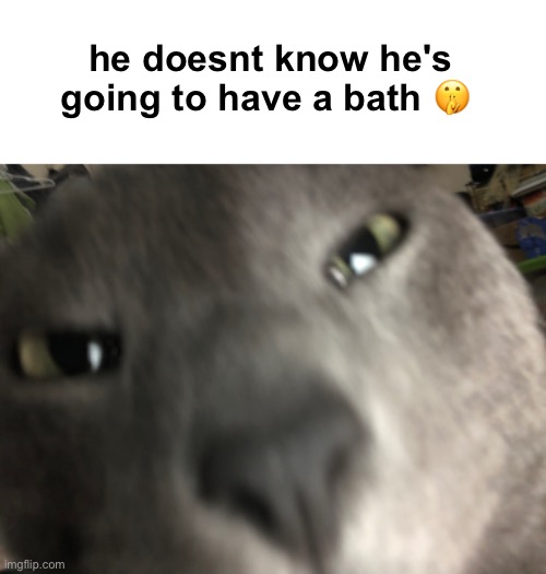 lil mf finally came home | he doesnt know he's going to have a bath 🤫 | made w/ Imgflip meme maker