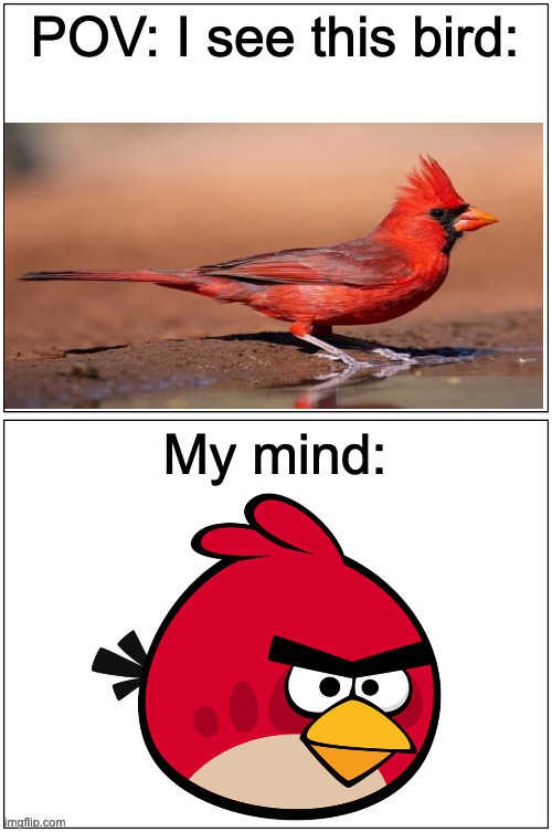 Blank Comic Panel 1x2 Meme | POV: I see this bird:; My mind: | image tagged in memes,blank comic panel 1x2,angry birds,birds | made w/ Imgflip meme maker