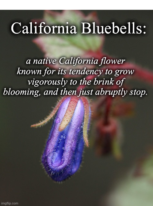 Bluebells | California Bluebells:; a native California flower known for its tendency to grow vigorously to the brink of blooming, and then just abruptly stop. | image tagged in flowers,blue balls,funny,gardening,garden,california | made w/ Imgflip meme maker
