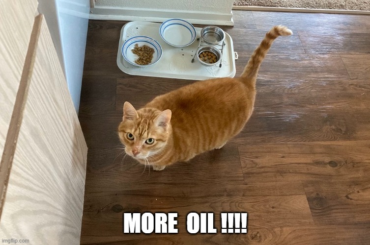 More Oil !!!! | MORE  OIL !!!! | image tagged in cats | made w/ Imgflip meme maker