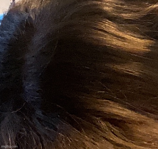 This is what happened when I bleached my hair | made w/ Imgflip meme maker