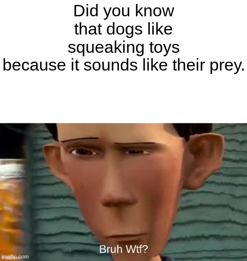 Did you know that dogs like squeaking toys because it sounds like their prey. | image tagged in angry customer,bruh wtf | made w/ Imgflip meme maker