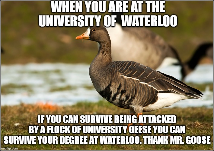University of Waterloo | WHEN YOU ARE AT THE UNIVERSITY OF  WATERLOO; IF YOU CAN SURVIVE BEING ATTACKED BY A FLOCK OF UNIVERSITY GEESE YOU CAN SURVIVE YOUR DEGREE AT WATERLOO. THANK MR. GOOSE | image tagged in geese | made w/ Imgflip meme maker