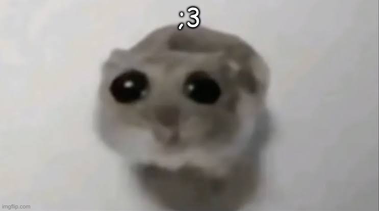 Sad Hamster | ;3 | image tagged in sad hamster | made w/ Imgflip meme maker