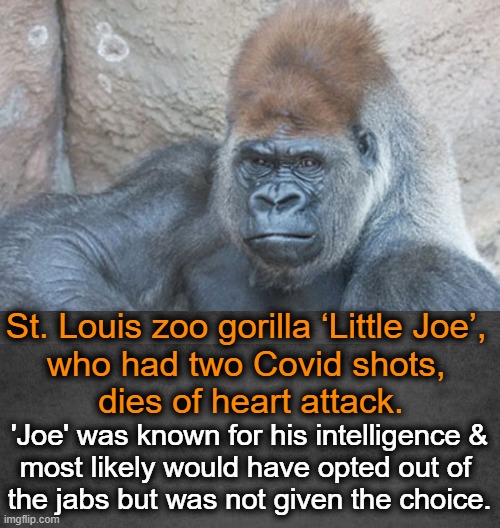 Little Joe Died Suddenly at the Age of 26 (in Gorilla Years) | St. Louis zoo gorilla ‘Little Joe’, 
who had two Covid shots, 
dies of heart attack. 'Joe' was known for his intelligence &
most likely would have opted out of 
the jabs but was not given the choice. | image tagged in politics,covid vaccine,liberals vs conservatives,gorilla,experiment,death | made w/ Imgflip meme maker