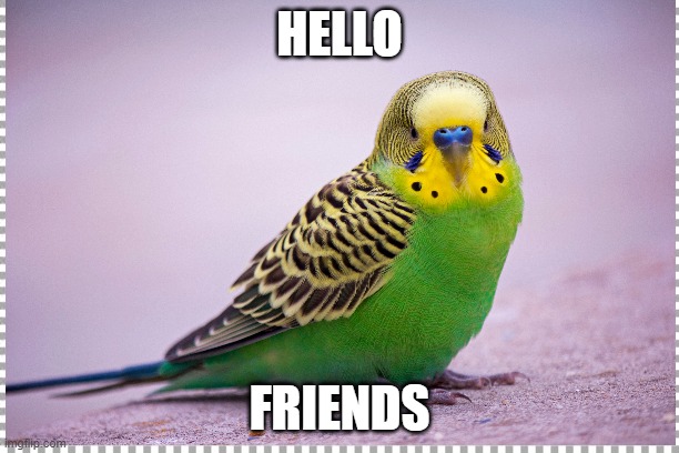 Hello | HELLO; FRIENDS | image tagged in birds,hello,friends,cute | made w/ Imgflip meme maker