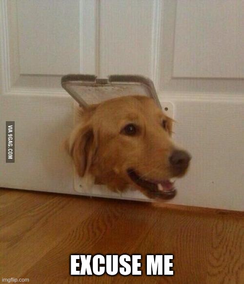 Jim Golden Retriever  | EXCUSE ME | image tagged in jim golden retriever | made w/ Imgflip meme maker