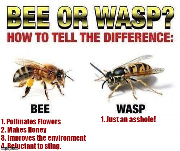 Bee v Wasp | 1. Just an asshole! 1. Pollinates Flowers
2. Makes Honey
3. Improves the environment
4. Reluctant to sting. | image tagged in bee,wasp,asshole | made w/ Imgflip meme maker