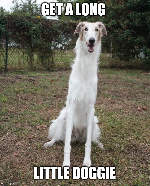 Long dog | GET A LONG; LITTLE DOGGIE | image tagged in long necked dog,funny memes | made w/ Imgflip meme maker