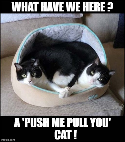Now That's A Rarity ! | WHAT HAVE WE HERE ? A 'PUSH ME PULL YOU' 
  CAT ! | image tagged in cats,rarity,dr dolittle | made w/ Imgflip meme maker